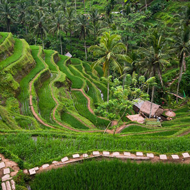 ubud.jpg